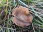 Ördögszekér-laskagomba (Pleurotus eryngii), Budai-hegység